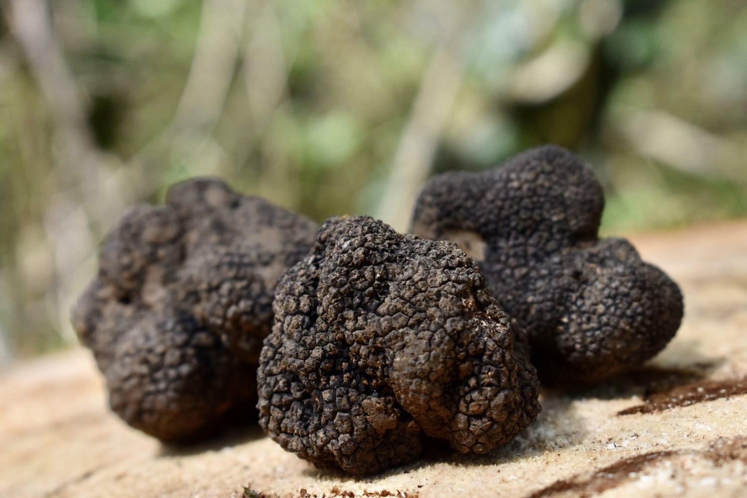 Trufa Negra de Calidad Suprema - Black Truffle Company